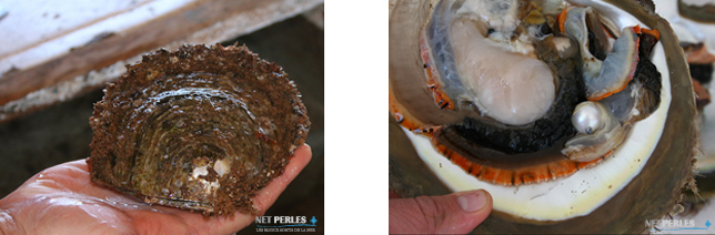 L'huitre Pinctada Maxima qui produit les fabuleuses perles d'Australie