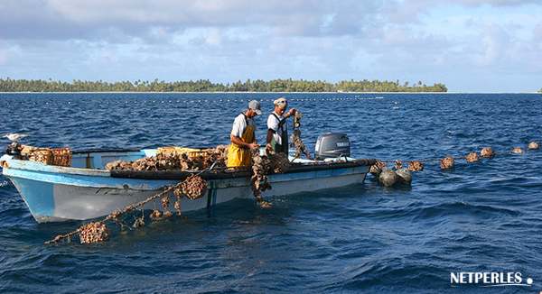 SOINS-HUITRES-TAHITI Travail dans les fermes perlieres de polynesie francaise