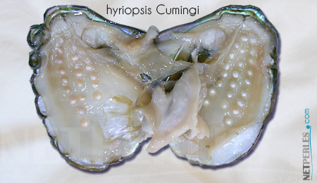 Hyriopsis-cumingi - moules perlieres