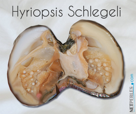 hyriopsis-schlegeli - Moule pour produire les perles d'eau douce